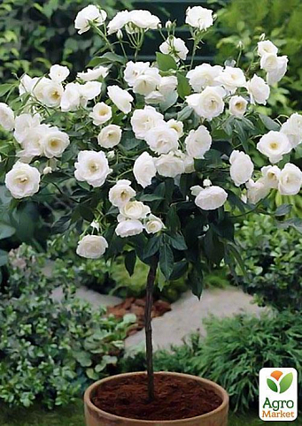 Роза штамбова "Айсберг" (саджанець класу АА +) вищий сорт