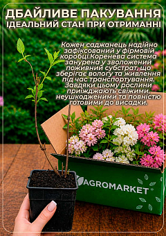 Дейция пурпурная "Kalmiiflora" 5