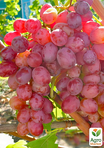 Виноград вегетирующий кишмиш "Красный палец"  - фото 2