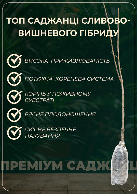 Сливово- вишневый гибрид "Компас" 1саженец в упаковке. - фото 3