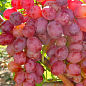 Виноград вегетирующий кишмиш "Красный палец"  купить