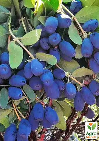 Жимолость 3х-летняя канадская "Indigo Gem" (ранняя, высокоурожайная) С2