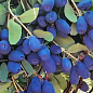 Жимолость 3х-летняя канадская "Indigo Gem" (ранняя, высокоурожайная) С2
