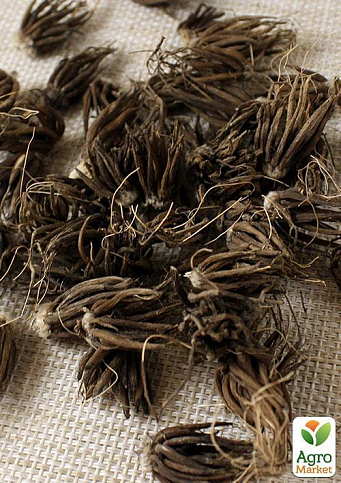 Лютики (Ранункулюс) "Yellow 990" (размер 5/6 , крупный) 5шт в упаковке - фото 2