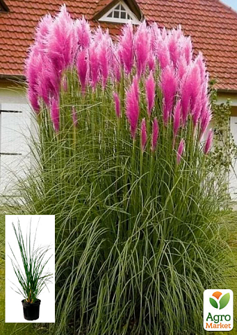 Кортадерія Пампасна трава 2х літня "Pink Feather"