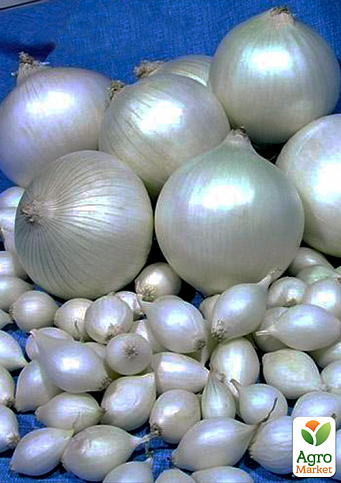 Голландська цибуля-сіянка 0.5кг (арбажейка) середньо-рання, біла "Snowball"