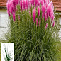 Кортадерія Пампасна трава 2х літня "Pink Feather"