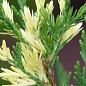 Можжевельник китайский "Stricta Variegata" вазон С5 высота 40-60см