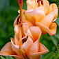 Лілія "Apricot Fudge" (Лілія-троянда) 1шт в упаковці