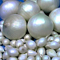 Голландский лук-севок 0.5кг (арбажейка) средне-ранний, белый "Snowball"