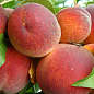 Персик "Тарсан" (великоплідний, морозостійкий, пізній термін дозрівання)