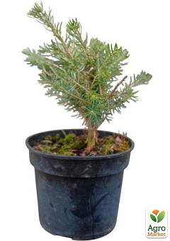 Пихта Корейская 3-х летняя (Abies Koreana) высота 20-40 см17