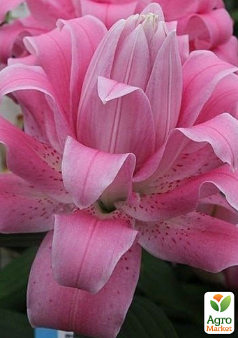 Лилия Махровая "Lotus Dream" 