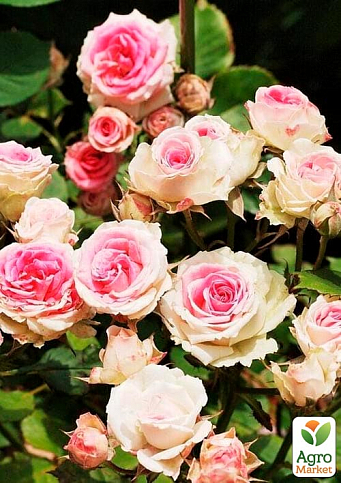 Троянда бордюрна "Мімі Еден" у контейнері, вищий сорт - фото 6