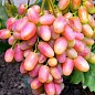 Виноград вегетирующий "Юлиан" 