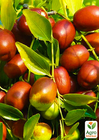 Зізіфус 2-х річний щеплений "Родослав" (ранній, великоплідний сорт)