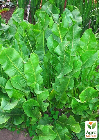 Хрен "Рижский" (острая, пикантная пряность для консервации)