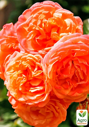 Троянда плетиста "Піч Мельба" (саджанець класу АА+) вищий сорт - фото 3