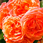 Роза плетистая "Пич Мельба" (саженец класса АА+) высший сорт цена