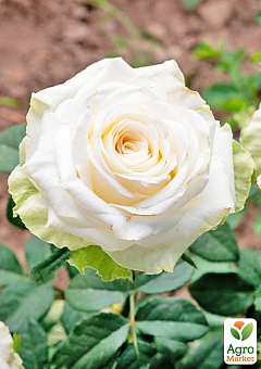 Троянда чайно-гібридна "Акіто" (Akito®) (саджанець класу АА +) вищий сорт1