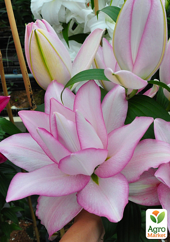 Лилия Розовидная "Roselily Anouska" 