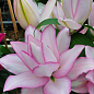 Лилия Розовидная "Roselily Anouska" 