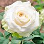 Троянда чайно-гібридна "Акіто" (Akito®) (саджанець класу АА +) вищий сорт