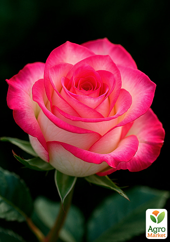 Роза чайно-гибридная "Джамиля" (саженец класса АА+) высший сорт