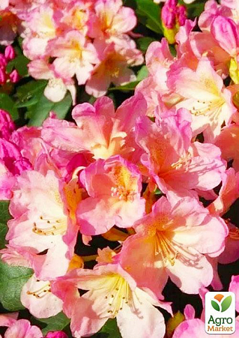 Ексклюзив! Рододендрон ніжного рожево-бежевого кольору "Ніжність" (Tenderness) (преміальний, вічнозелений, морозостійкий сорт) - фото 2