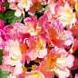 Эксклюзив! Рододендрон нежного розово-бежевого цвета "Нежность" (Tenderness) (премиальный, вечнозеленый, морозостойкий сорт) купить