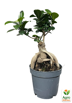 Бонсай «Ginseng»1