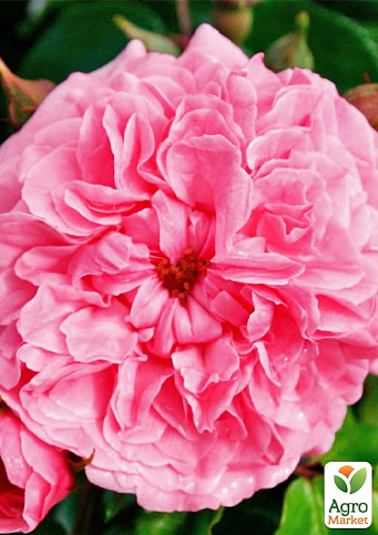 Троянда штамбова дрібноквіткова "Pink Swany" (саджанець класу АА+) вищий сорт  - фото 3