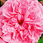Роза штамбовая мелкоцветковая "Pink Swany" (саженец класса АА+) высший сорт цена