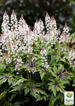 Тиарелла (Tiarella) "Spring Symphony" С1 (высота 15-30см)23