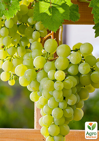 LMTD Виноград "Dr. Smidtmans" (сортовой, укорененный) - фото 3