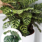 Калатея "Makoyana" высота 35-45см