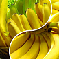 Банан, комплект из 2-х саженцев "Африканская фантазия" (African fantasy) 2шт в упаковке