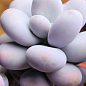 Сукулент Пахіфітум "Pachyphytum Oviferum"
