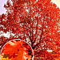 Дуб ярко-красный "Quercus rubra" (устойчив к вредителям и болезням) высота 20-50см