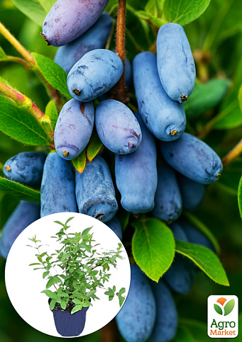 Жимолость 2х-летняя "Уссульга" (крупноплодный, ранний сорт) С1,5