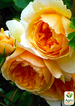 Ексклюзив! Троянда англійська помаранчево-біла "Казкарка" (Fairy Tale) (саджанець класу АА +, преміальний ароматний сорт)2