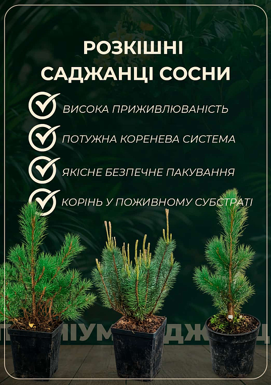 Сосна гірська «Мугус» (Pinus mugo Mughus) S3, висота 20-30см