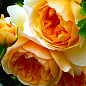 Эксклюзив! Роза английская оранжево-белая "Сказочница" (Fairy Tale) (саженец класса АА+, премиальный ароматный сорт)