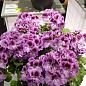 Пеларгония Королевская Aristo "Orchid" (контейнер № 10, высота 10-20 см) цена