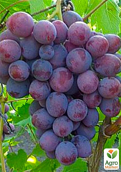 Виноград вегетирующий "Заря Несветая" 2