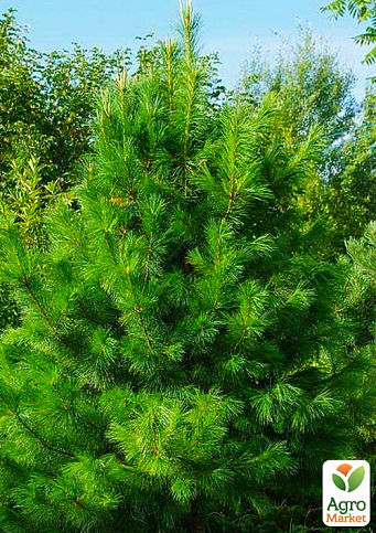 Сосна кедрова (Pinus cembra) S3, висота 25-30см - фото 3