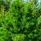 Сосна кедрова (Pinus cembra) S3, висота 25-30см цена