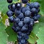 Виноград "Августа" (винний сорт)
