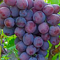 Виноград вегетирующий "Заря Несветая" 