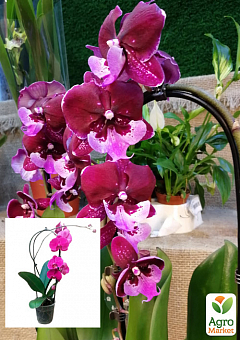 Орхидея (Phalaenopsis) "Cascade Wine"2